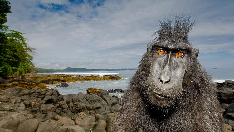 Natural World: Meet the Monkeys