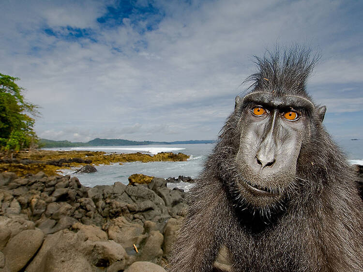 Natural World: Meet the Monkeys