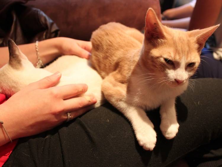 Boire un verre au milieu des chats