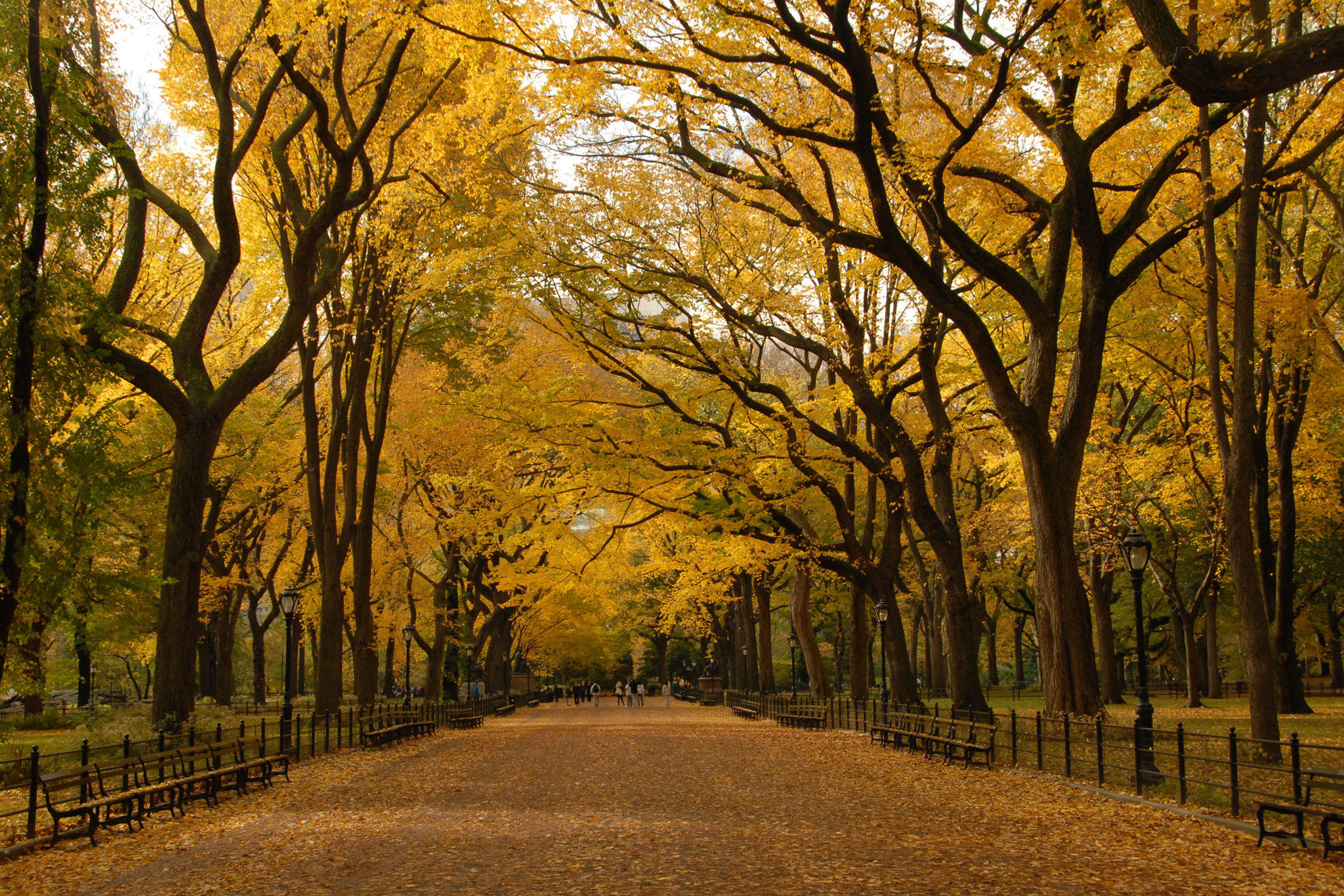 Fall Foliage In Nyc Where To See Fall Colors Around The City