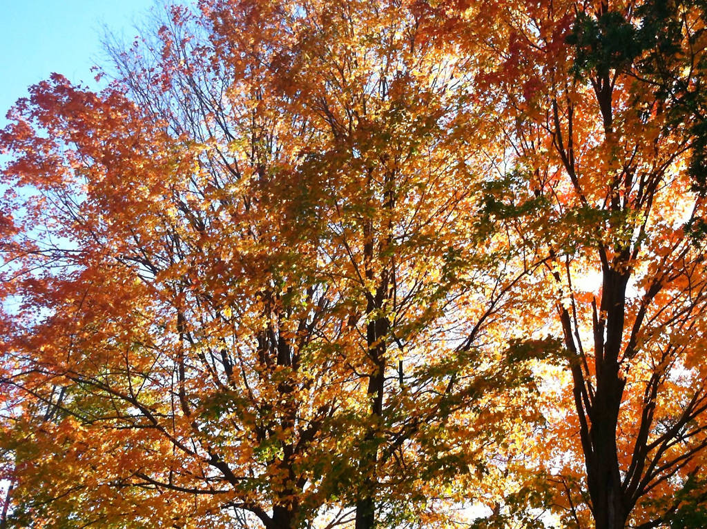 Where to See Fall Foliage in NYC this Autumn