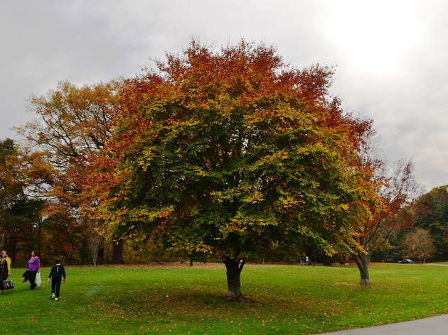 Prospect Park