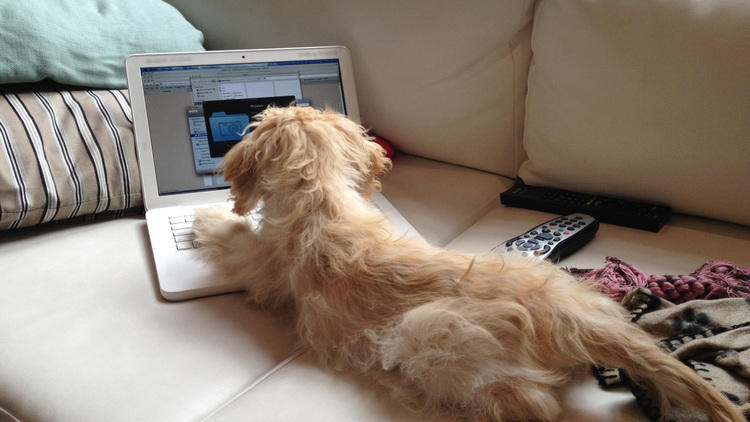 'Blog dog'