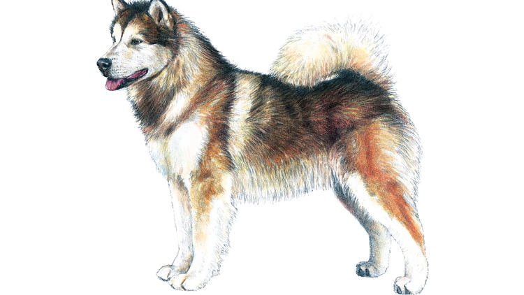 Illustration: (C) 2013 American Kennel Club