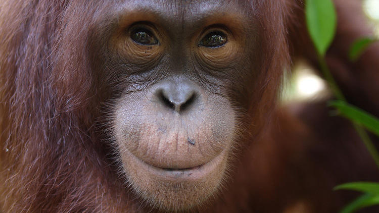 Natural World: Orangutans – the Great Escape