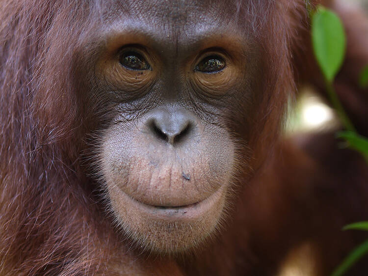 Natural World: Orangutans – the Great Escape Natural World: Orangutans – the Great Escape