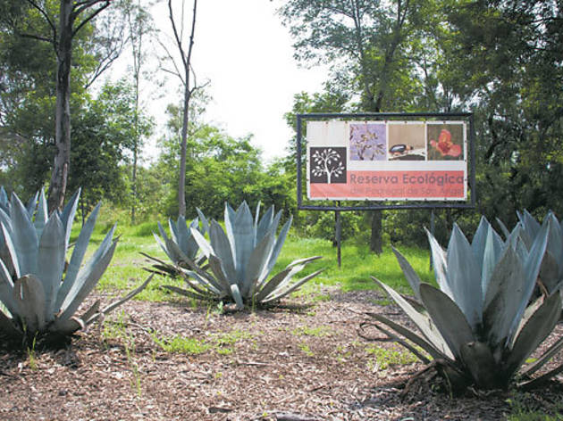 Reserva Ecológica del Pedregal de San Ángel Reserva Ecológica del Pedregal de San Ángel