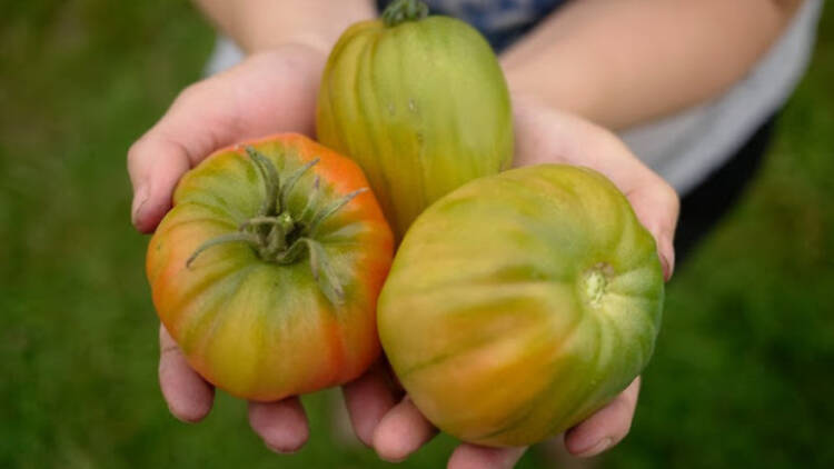 Cueillette de saison à Puiseux-Pontoise