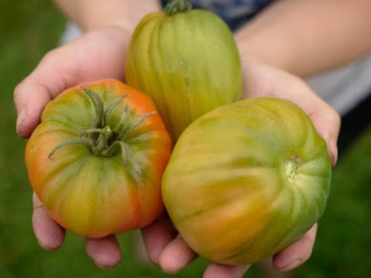 Cueillette de saison à Puiseux-Pontoise