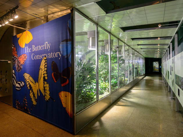 The Butterfly Conservatory American Museum Of Natural