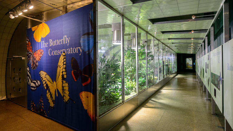 Butterfly Conservatory at AMNH