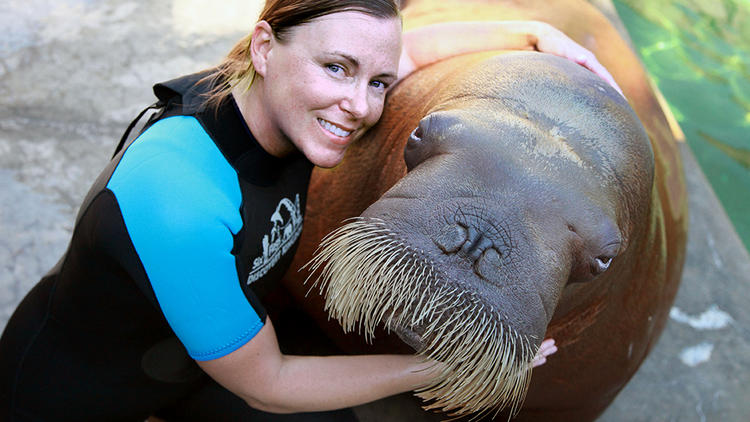 Natural World: Walrus – Two Tonne Tusker