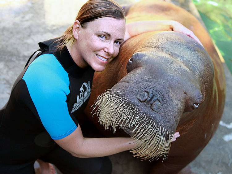 Natural World: Walrus – Two Tonne Tusker