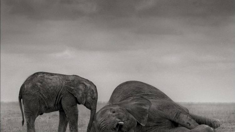 Nick Brandt, 'The Two Elephants, Amboseli', 2012