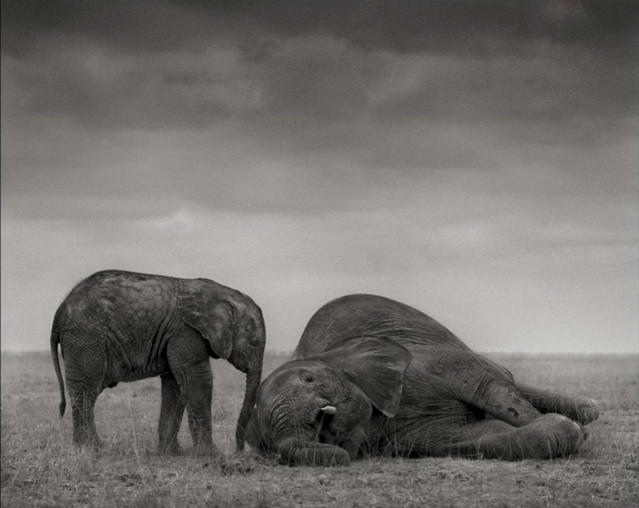Disappearing animals. Ник Брандт Nick Brandt. Слон Себастьяно Сальгадо. Ник Брандт фотограф. Ник Брандт слоны.