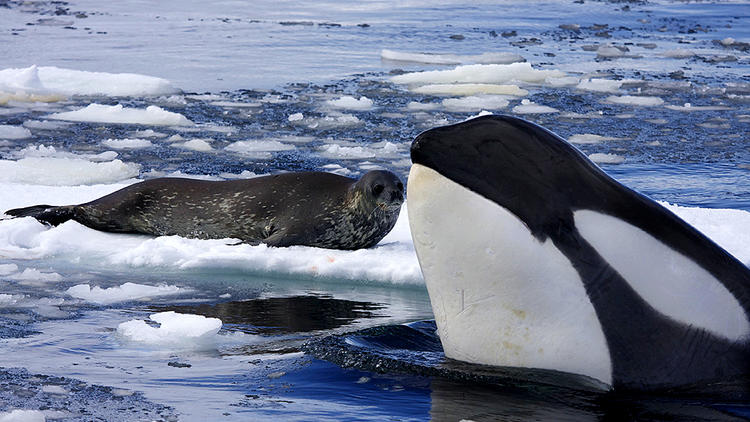 Natural World: Killer Whales – Beneath the Surface