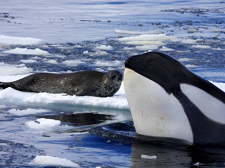 Natural World: Killer Whales – Beneath the Surface