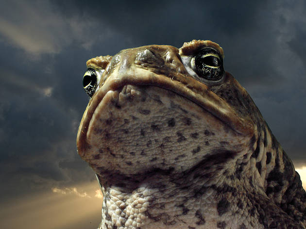 Storm_Toad.jpg Storm_Toad.jpg
