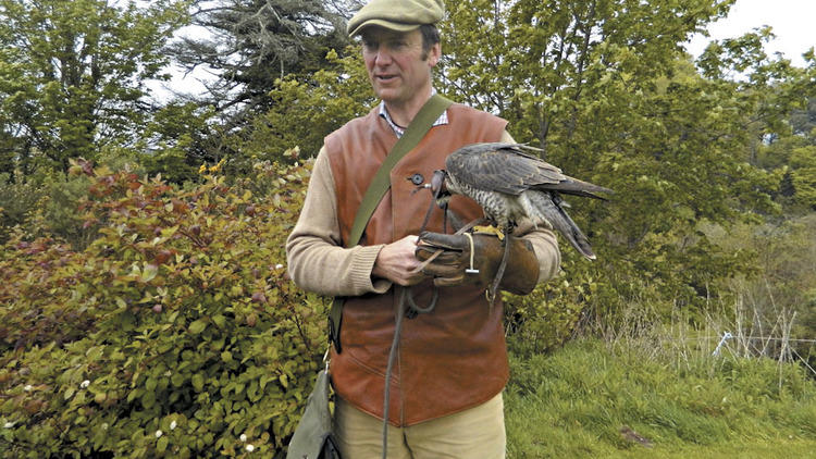 Dabble in a bit of falconry