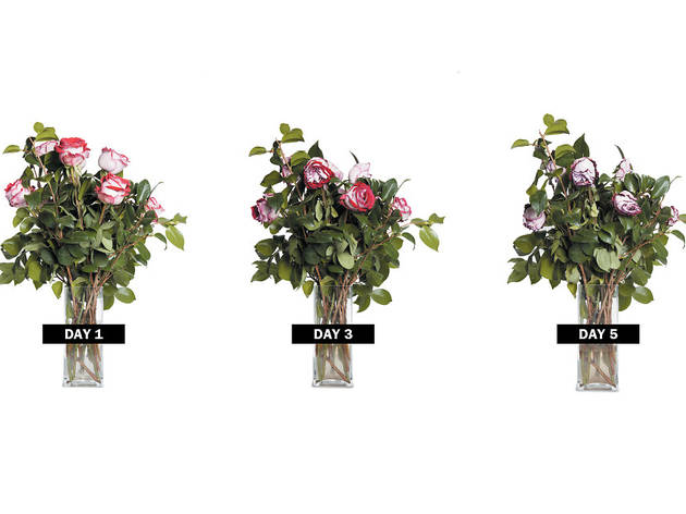 412.ac.ft.deals.services.roses1.jpg 412.ac.ft.deals.services.roses1.jpg