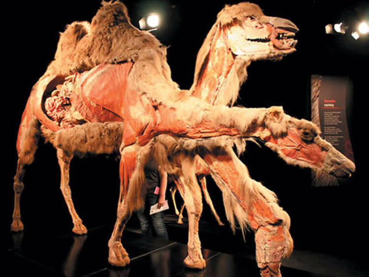 421.wk.at.ea.animal.camel.jpg 421.wk.at.ea.animal.camel.jpg
