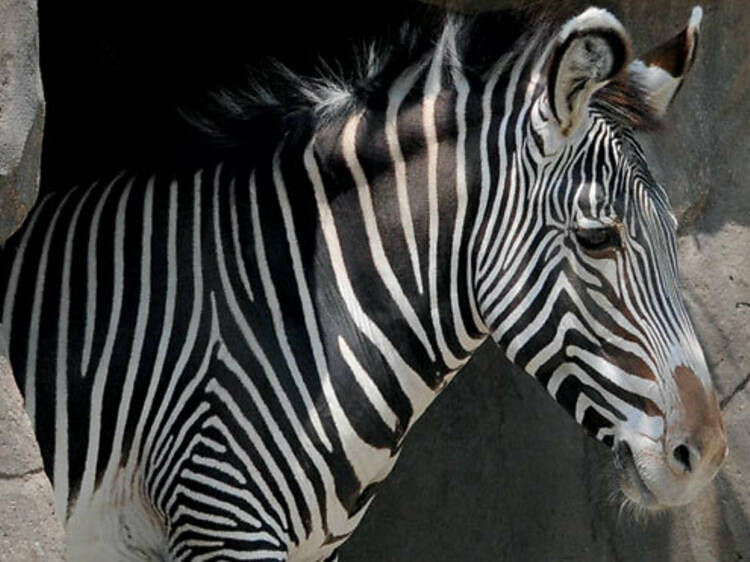425.wk.at.sp.grevyzebra.jpg