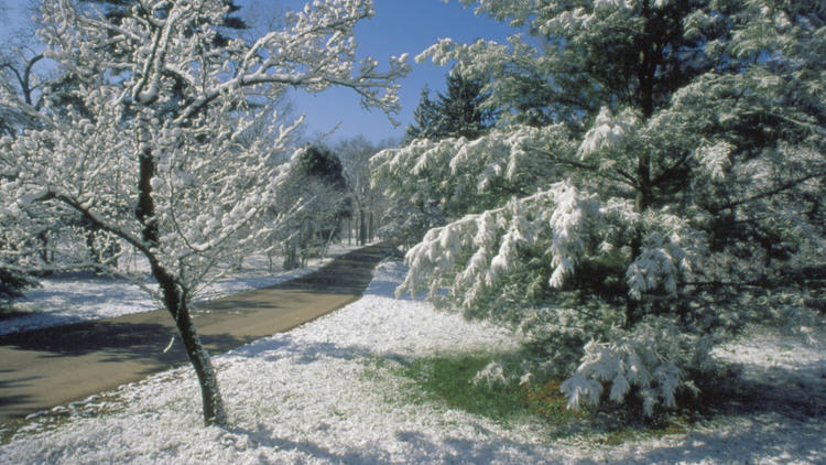 Snowshoeing at Morton Arboretum