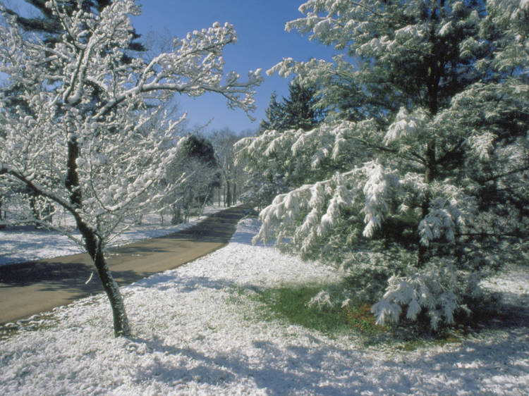 Snowshoeing at Morton Arboretum