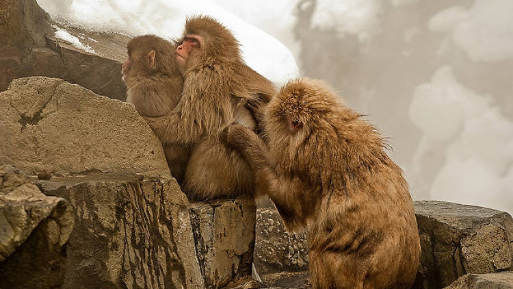 snowmonkeys1.jpg snowmonkeys1.jpg