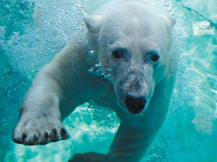 FREEze Day at Brookfield Zoo