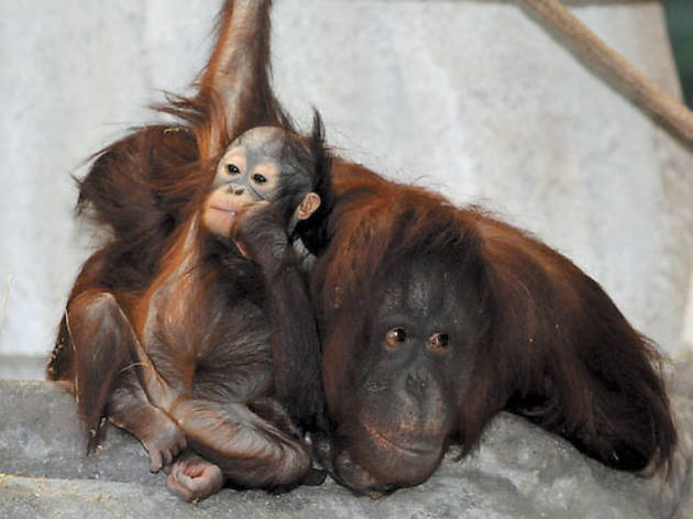 (Photograph: Courtesy of the Brookfield Zoo)