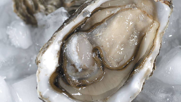 324.re.eo.fe.oysters.JPG