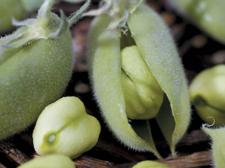 335.rb.eo.mk.nicholsChickPeas.JPG 335.rb.eo.mk.nicholsChickPeas.JPG