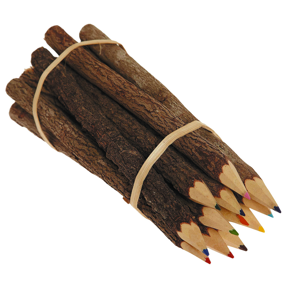 сосна карандашом. зарисовки природы. сосна кедровая веймутова шишки. карандаш трехгранный синий. карандаши сосновые.