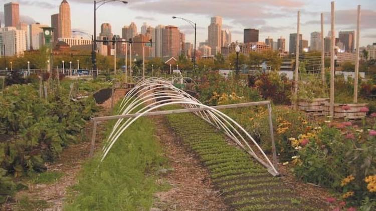 Sustainable Vows: Art, Sustainability & Urban Farming Fest