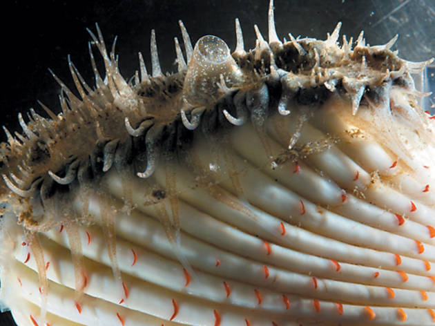 371.ms.at.ea.ScienceontheHalfShell.jpg 371.ms.at.ea.ScienceontheHalfShell.jpg