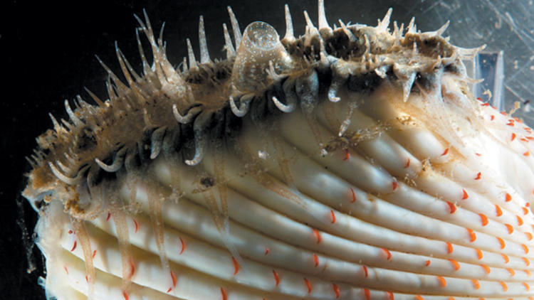 371.ms.at.ea.ScienceontheHalfShell.jpg 371.ms.at.ea.ScienceontheHalfShell.jpg