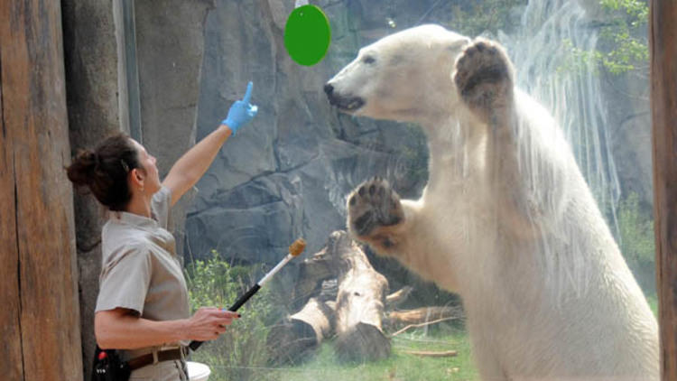 PHOTOS: Brookfield Zoo animals rep Chicago Bears ahead of first game