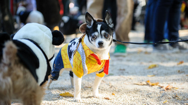 PHOTOS: Canine Promenade 2013 - 3rd Annual Dog Costume Contest and Parade  at the Esplanade