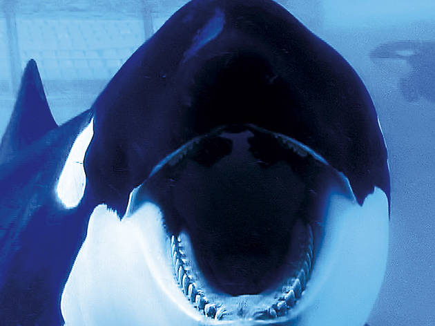 Blackfish Blackfish