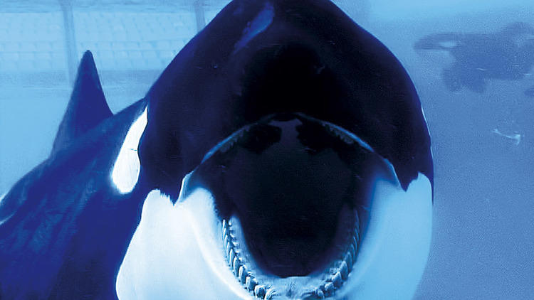 Blackfish Blackfish