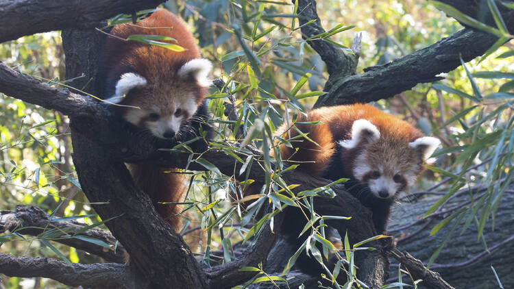 Bronx Zoo Wildlife Conservation Society