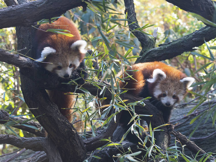 Bronx Zoo Wildlife Conservation Society