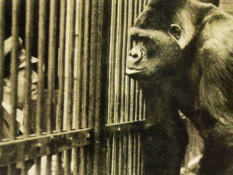 Timeshift: a Day at the Zoo