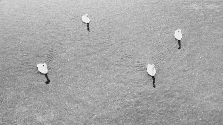 Jochen Lempert ('Untitled (four swans)', 2006)