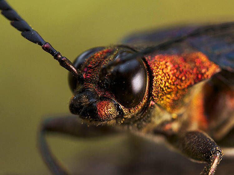 Wild Burma: Nature's Lost Kingdom