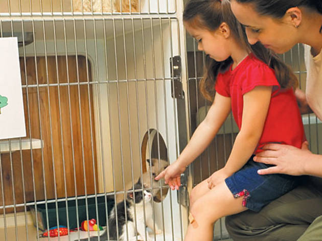 Adopción Adopción