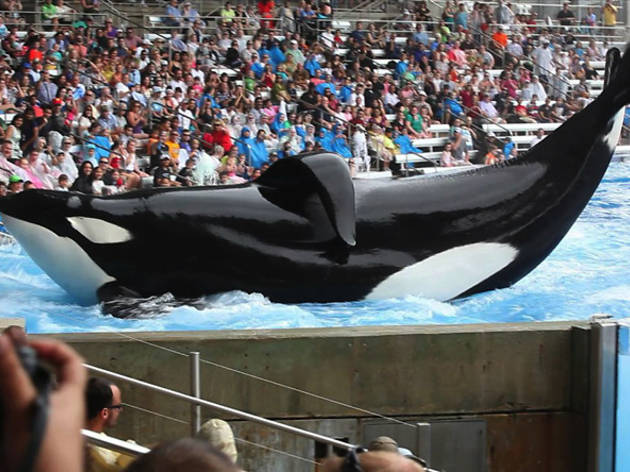 Blackfish Blackfish