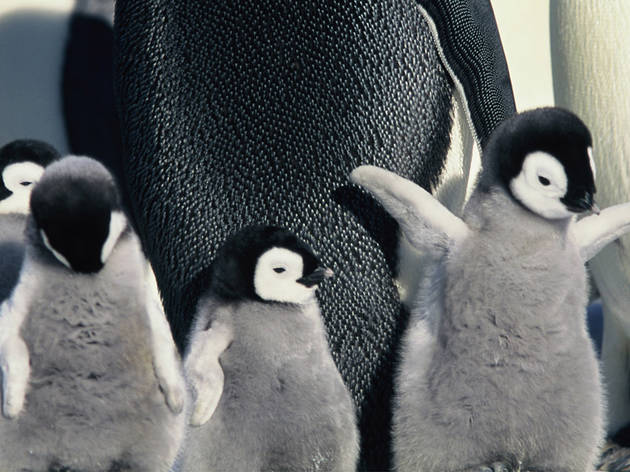 March of the Penguins (2005)