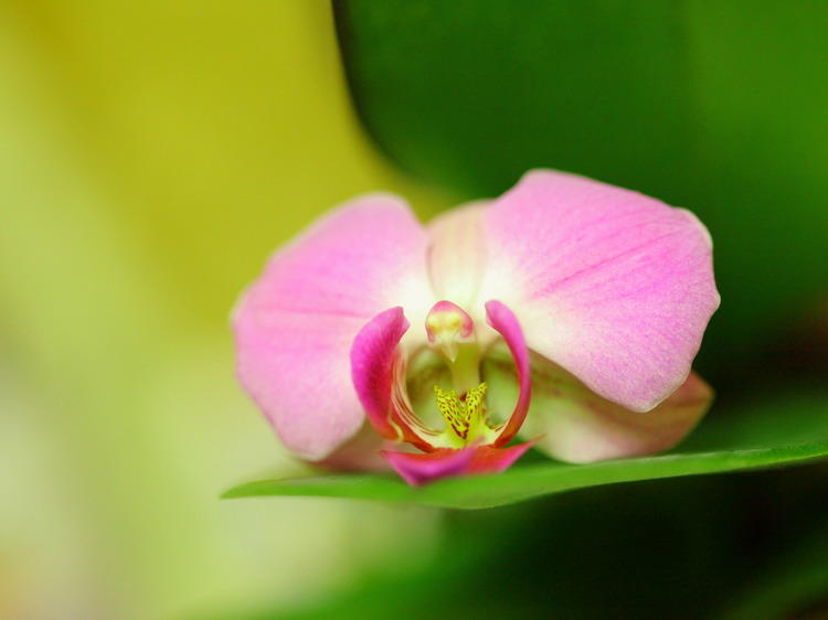 Chicago Botanic Garden Orchid Show